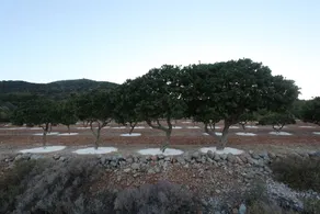 STOES Traditional Suites - Image 5