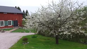 Tynderö Gård - Image 4