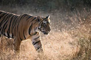 Chitwan Safari Camp & Lodge - Image 5