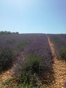 Résidence les Cades - Image 4