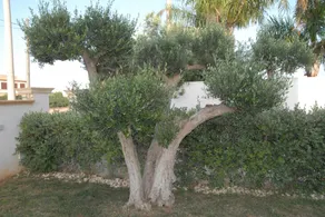 Oasi Tortuga - Image 4