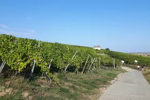 O' Petit Bonheur - Image 4