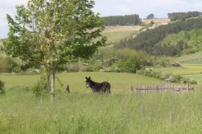 Ferme De Chèrevie - Image 3