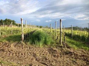 Azienda Agricola Rivetto - Image 5