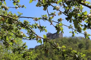 El Camino De Najac - Image 3