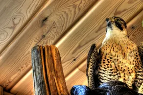 Eyjar Fishing Lodge - Image 5