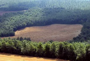 L'Albero Bianco - Image 4