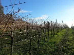 Agriturismo Le Mandolare - Image 3