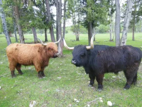 Wells Gray Guest Ranch - Image 3
