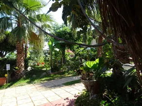 El Banano - Image 4