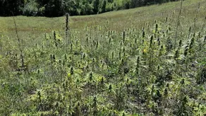 Cannabis Clinic & Restaurant - Image 3