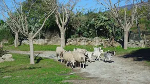 Masseria i Risi Azienda Agrituristica - Image 2