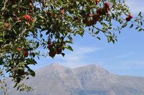 Villa Palentina Country House - Image 4