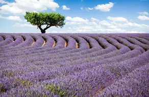 VILLAS DU LUBERON - CLOS VITALINE - Image 2
