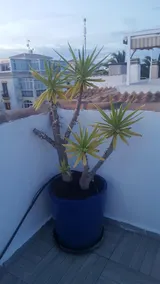 House With 2 Bedrooms in Torrevieja, With Shared Pool, Furnished Garden and Wifi - Image 5