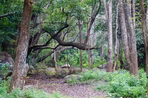 Secret Valley Jungle Resort - Image 3
