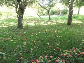 Lowerfield House - Image 2