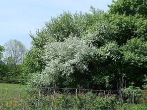 Tentrr - Hidden Brook Farm - Image 5