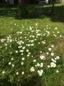 Swedish Idyll - Image 5