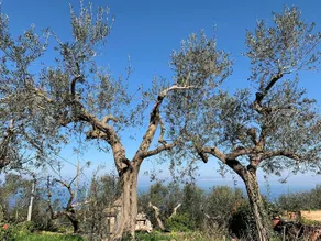 A Sorrento - Image 4