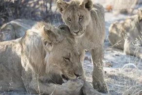 Little Ongava - Image 3