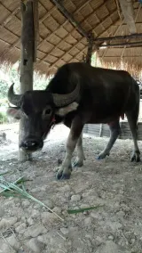 Siam Lanna Homestay - Image 3