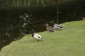 Mallards - Image 3
