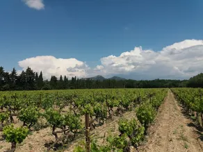 Le Domaine De Tini - Image 5