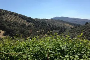 House With 6 Bedrooms in Montefrio, With Pool Access and Wifi - Image 3