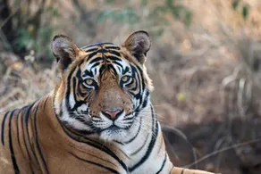 Chitwan Safari Camp & Lodge - Image 4