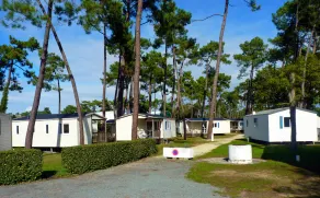 Sous Les Pins - Image 4