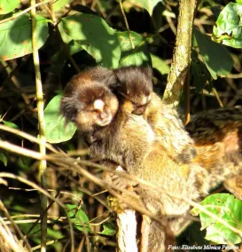 Pousada Macaco Prosa - Image 2