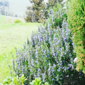 Agriturismo Le Rote - Image 2
