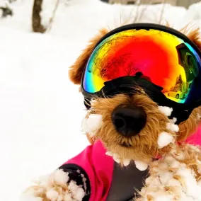 Hakuba Powder Mountain - Image 3