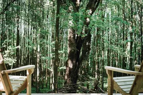 Tentrr - Hollow Tree Camp - Image 2