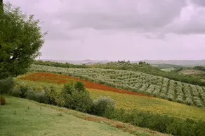 Bibbiano - Il Fico - Image 3