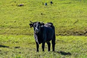Curra Homestead Maleny - Image 5