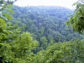 North Carolina Mountain Retreat - Image 3