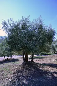 Agricola la Casina di Giannetto - Image 2