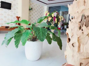 Pearl Beach Hotel - Image 5