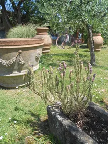 I Due Frassini - Image 3
