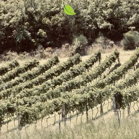 Tenuta Fortunato - Image 2