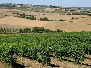 Azienda Agricola Parmoleto - Image 3