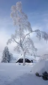 Berggasthaus Gisiboden Alm - Image 3