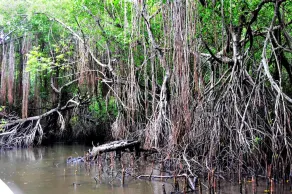 Okvin River Villa - Image 5