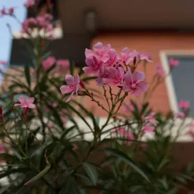 KUZHUPPILLY BEACH HOUSE - Image 5