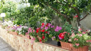 Garden Fiorella - Image 4