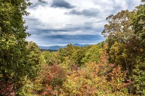 Treetops - Image 3