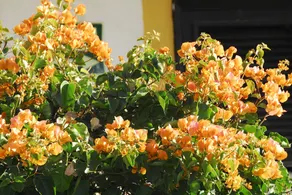 Bungalows Tajaraste - Image 5