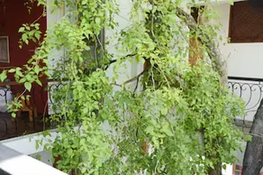 Colombo Tree House - Image 3
